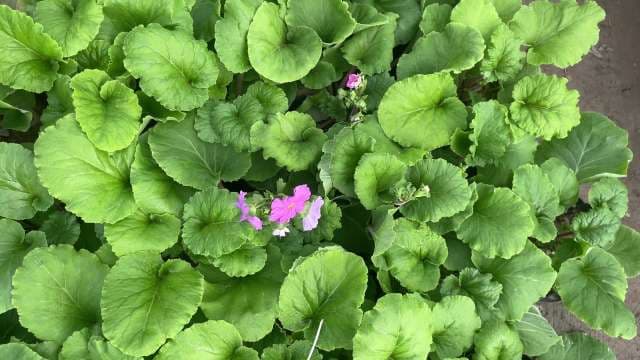 Vibrant Pink Flowers Blooming Among Lush Green Foliage
