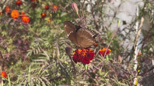 Brown Butterfly on Red Flower in Garden