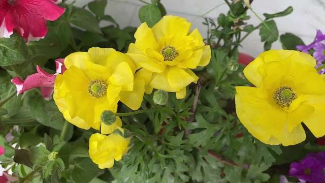 Vibrant Yellow Poppies Blooming in Spring Garden