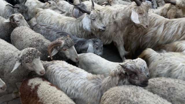 Mountain Goat Herd Grazing in Alpine Meadow