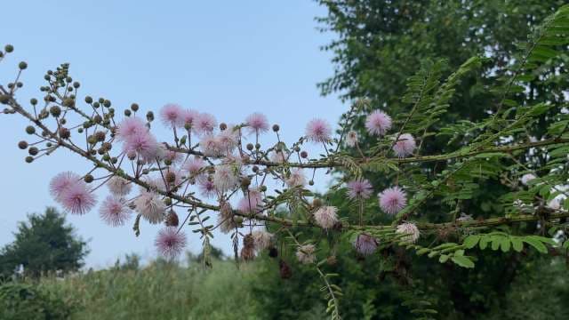 Delicate Pink Thistle Flowers Blooming in Natural Garden
