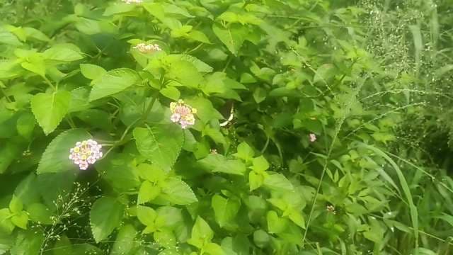 Vibrant Garden Herbs and Wildflowers in Bloom
