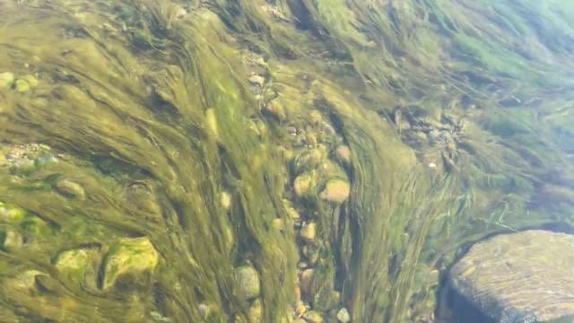 Underwater Seaweed and Aquatic Plants in Natural Habitat