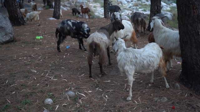 Mountain Goat Herd Grazing in Rocky Alpine Forest