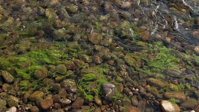 Moss-Covered Rocks in Shallow Water Stream