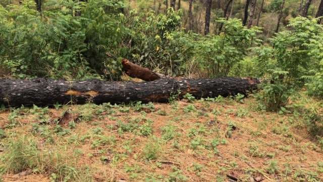 Wild Mink in Forest Habitat Among Fallen Logs