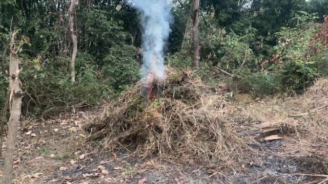 Forest Land Clearing and Controlled Burn in Tropical Woodland