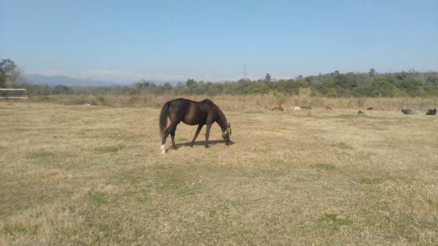 Brown Horse Grazing in Rural Pasture Landscape