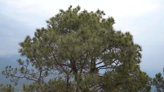 Majestic Pine Tree in Mountain Landscape