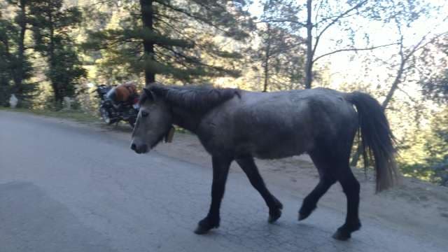 Wild Black Horse Walking on Forest Path