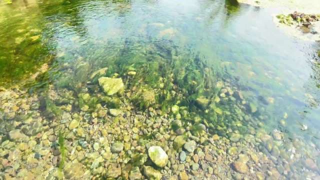 Crystal Clear Stream Water Over Rocky Bottom
