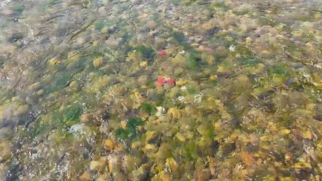 Vibrant Sea Anemones and Marine Life in Shallow Tide Pool
