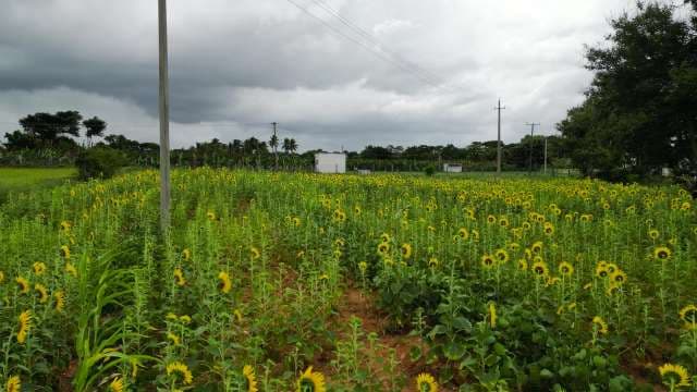 Vibrant Sunflower Field in Tropical Agricultural Landscape