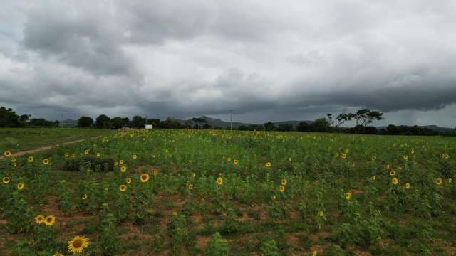 Vast Sunflower Field Under Dramatic Cloudy Sky