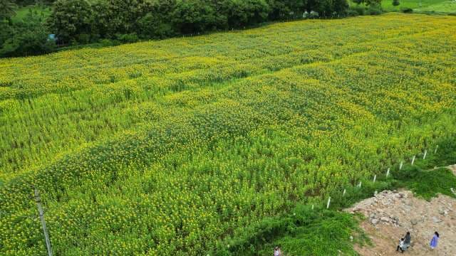 Vibrant Yellow Flower Field With Lush Green Landscape