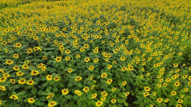Sunflower Field in Full Bloom