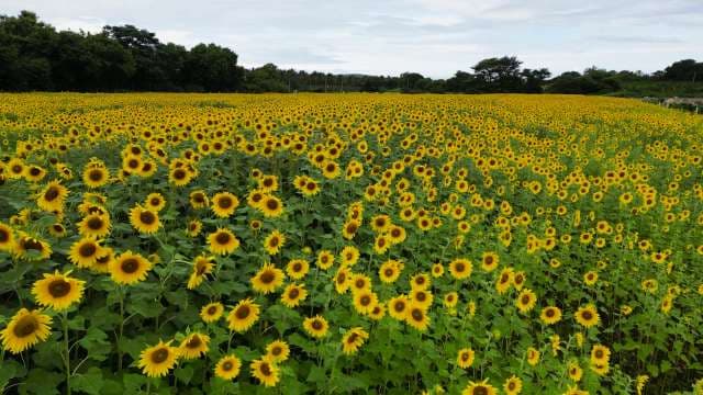 Endless Golden Sunflower Field in Bloom