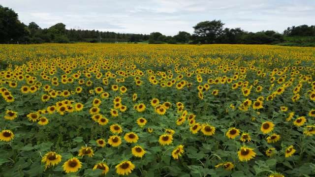 Sunflower Field in Full Bloom Landscape