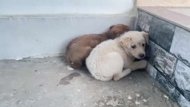 Two Dogs Resting Together in Shelter