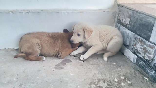 Two Dogs Bonding in Concrete Shelter Space