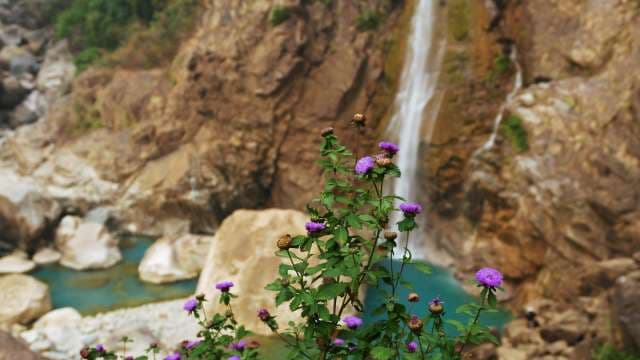 Alpine Wildflowers Bloom Near Rainbow Waterfall
