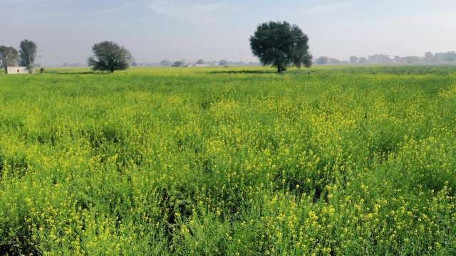 Stunning Golden Mustard Field Landscape with Trees in Bloom