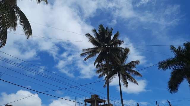Stunning Tropical Palm Trees Under a Bright Blue Cloud-Filled Sky