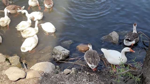 White and Brown Ducks Resting and Swimming by a Pond Shore