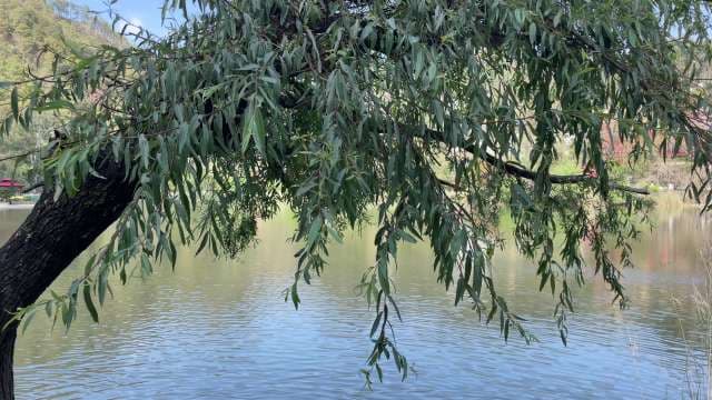 Lush Willow Tree Branches Overlooking Calm Lake and Green Mountains