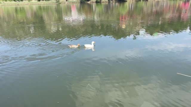 White and Brown Ducks Swimming on a Calm Lake Surface