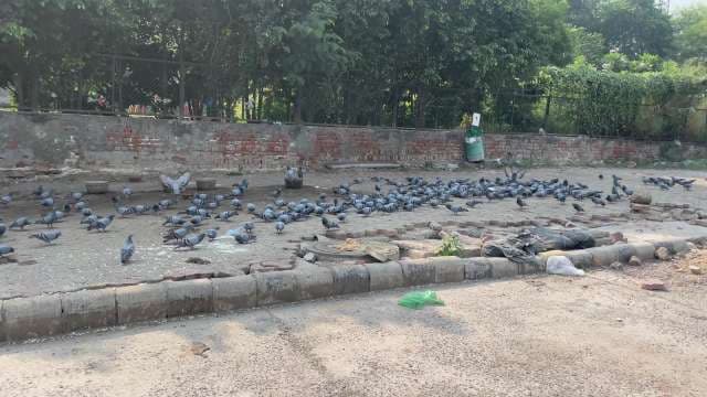 Large Flock of Pigeons Feeding in Urban City Park