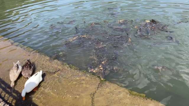 Ducks and Carp Feeding in a Sunny Park Pond