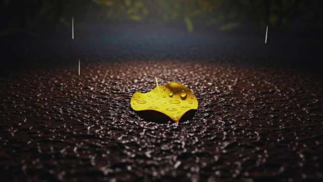 Yellow Autumn Leaf on Wet Asphalt in Rain