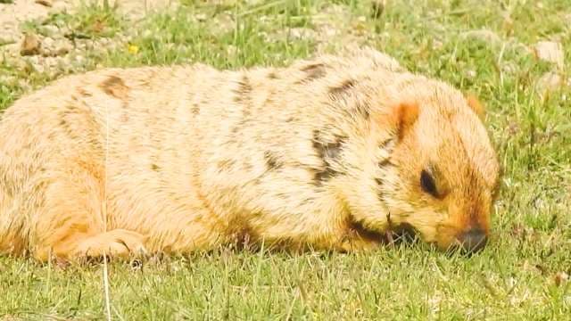 Wild Himalayan Marmot Grazing in Green Alpine Meadow