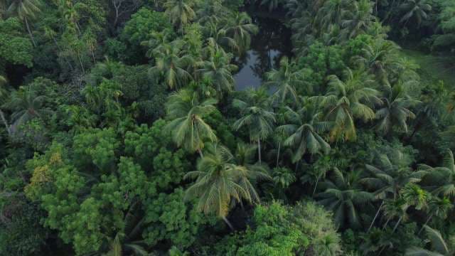 Aerial High Angle Shot of Dense Tropical Palm Forest Canopy