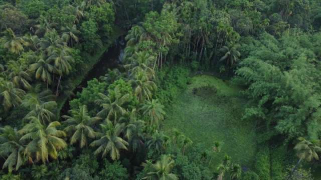 Aerial High-Angle View of Dense Tropical Palm Forest and River