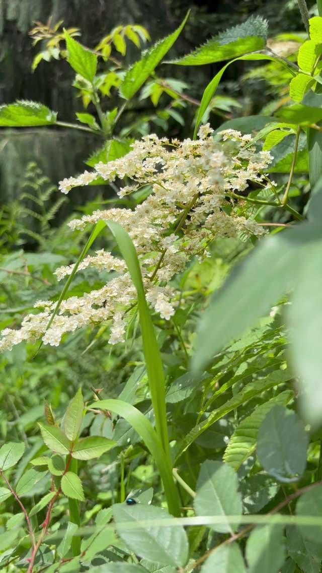 Close-up of Blooming White Wildflowers in Lush Summer Forest