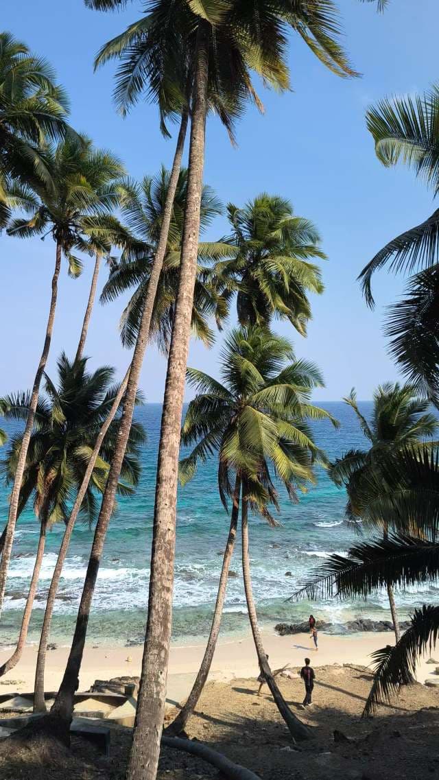 Tropical Palm Trees Overlooking Turquoise Ocean Beach