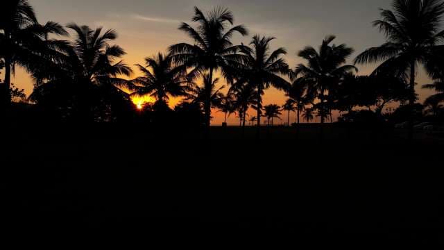 Silhouette of Palm Trees Against Golden Tropical Sunset Sky