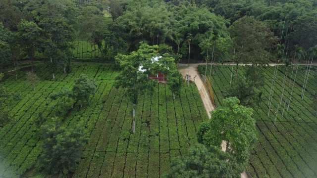 Aerial View of Lush Green Tea Garden and Rural Landscape