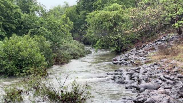 Lush Green Forest River Flowing Over Smooth Rocky Banks