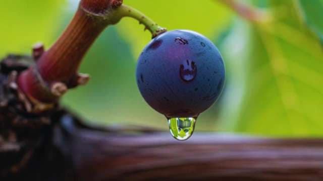 Macro Shot of Ripe Purple Grape with Water Droplet