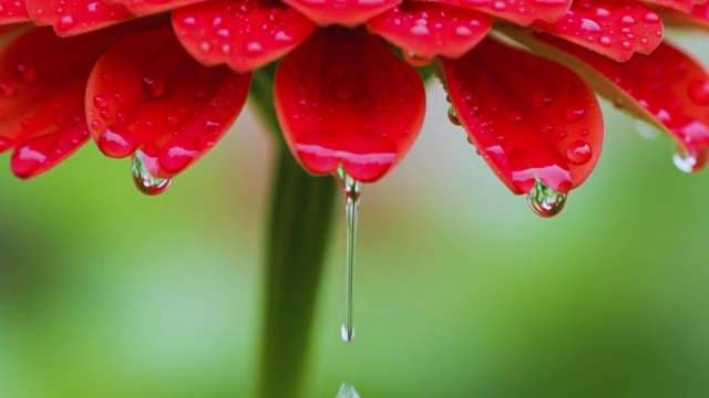 Macro Shot of Water Droplets Dripping from Red Flower Petals