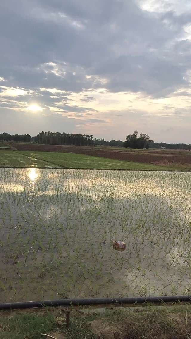 Sunset Reflection on Flooded Rice Paddy Field