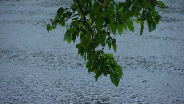 Heavy Rain Falling on Green Leaves and Rippling Water Surface in West Bengal
