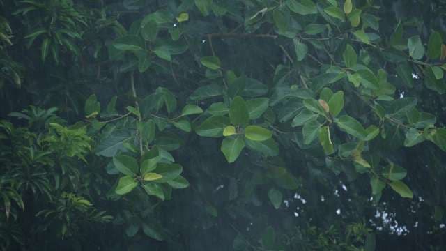 Tropical Green Leaves in Heavy Monsoon Rain in West Bengal