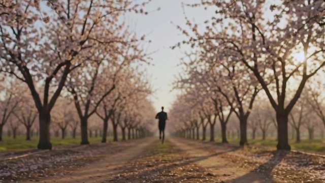 Silhouette Runner Jogging Through Blooming Orchard at Sunrise