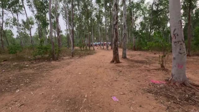 Dusty Dirt Path Through Eucalyptus Forest Leading to Distant Market