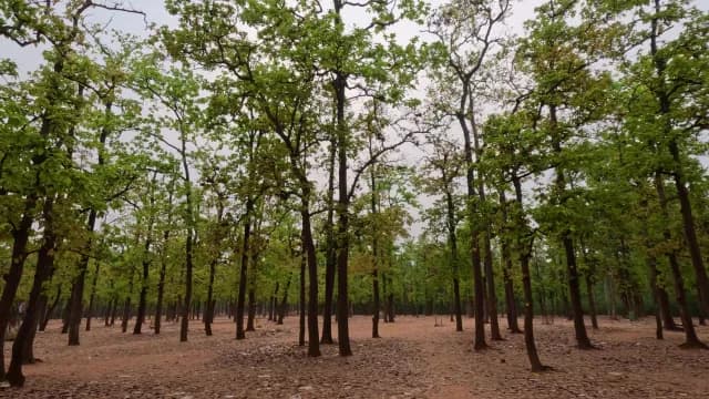 Lush Green Forest Trees in Peaceful Outdoor Woodland Setting
