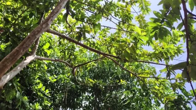 Low Angle View of Lush Green Guava Tree Under Blue Sky